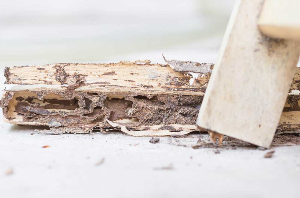 Termite Inspection Services in Mount Holly, NJ
